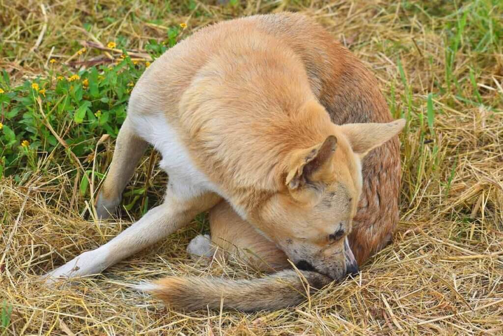 Hund nagt an seinem Schwanz