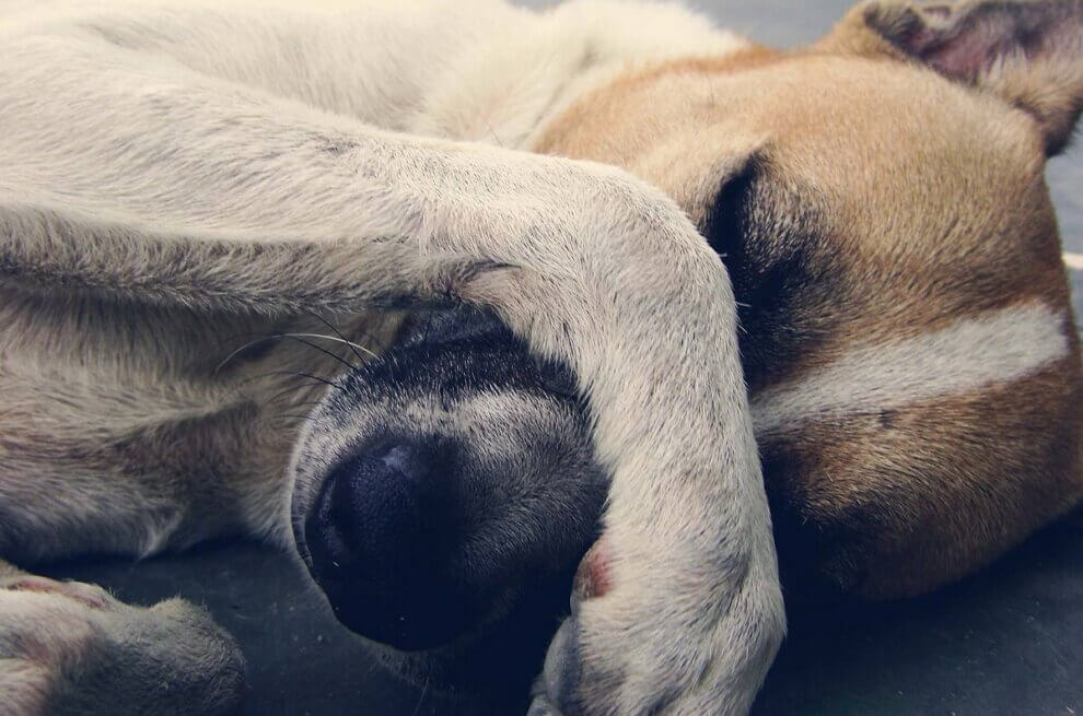 Hund mit Pfote im Gesicht liegt am Boden