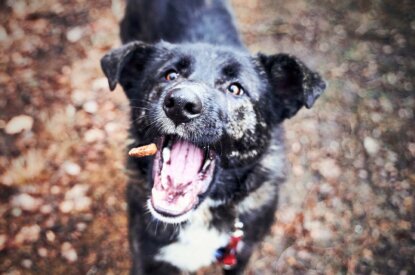 Ein schwarzer Hund schnappt nach einem Leckerli in der Luft.