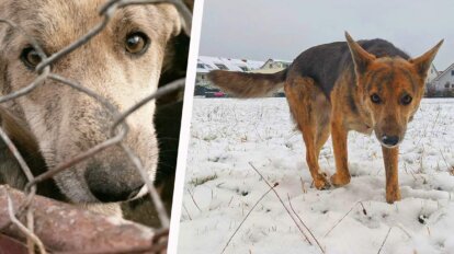 Geretter Hund laueft im Schnee