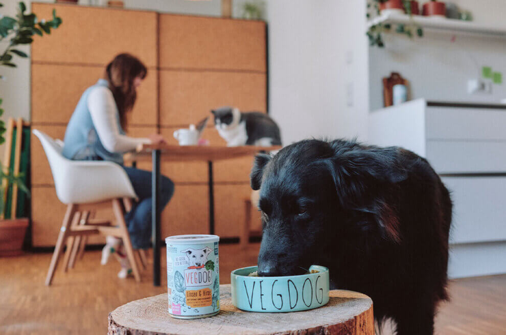 Frau sitzt an einem Tisch, auf der eine Katze liegt. Ein Hund ist im Vordergrund aus einem Napf.