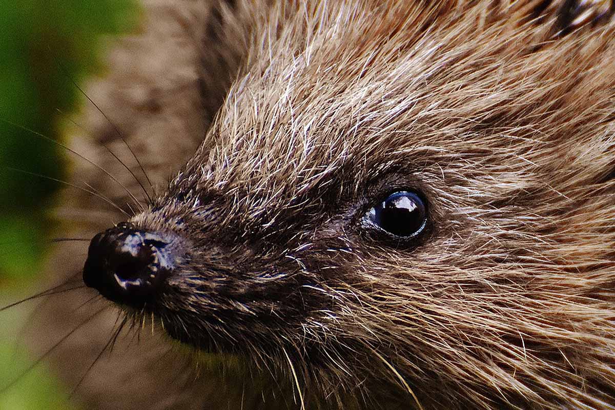 Kann man einen Igel als Haustier halten? Alle Infos