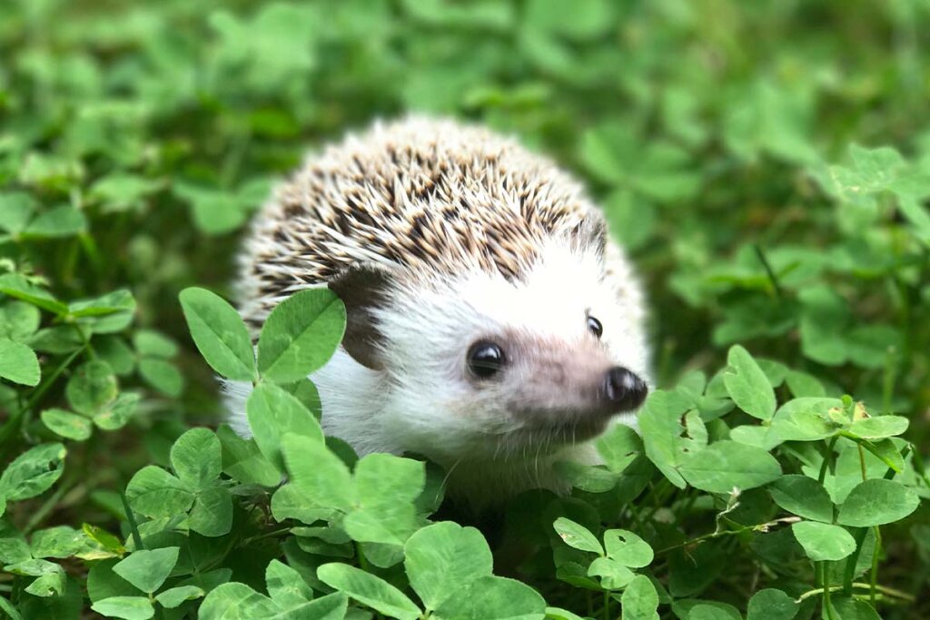 Ein Weissbauchigel steht in einer Kleewiese.