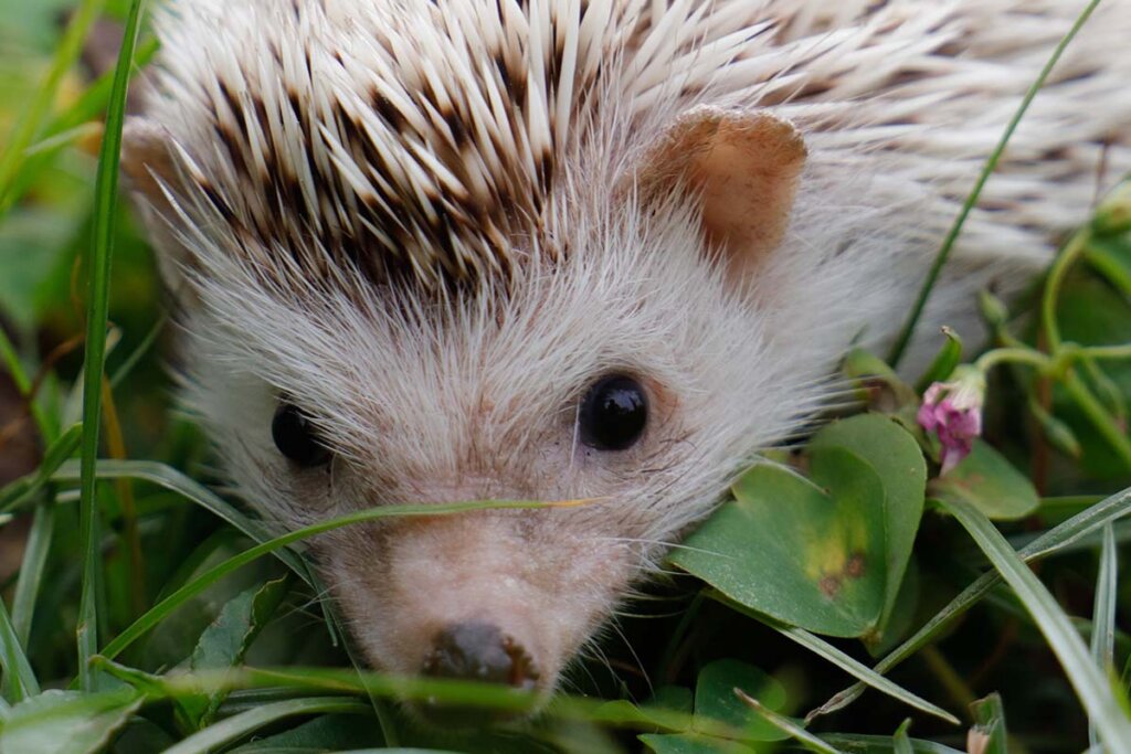 Ein Weissbauchigel liegt auf einer Wiese.