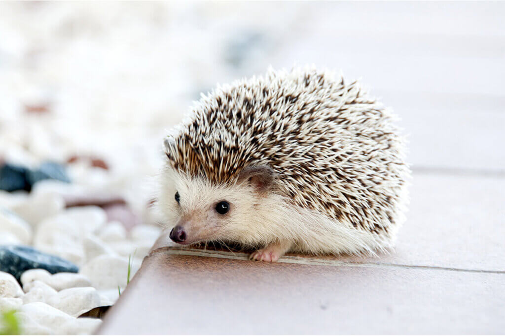 Igel