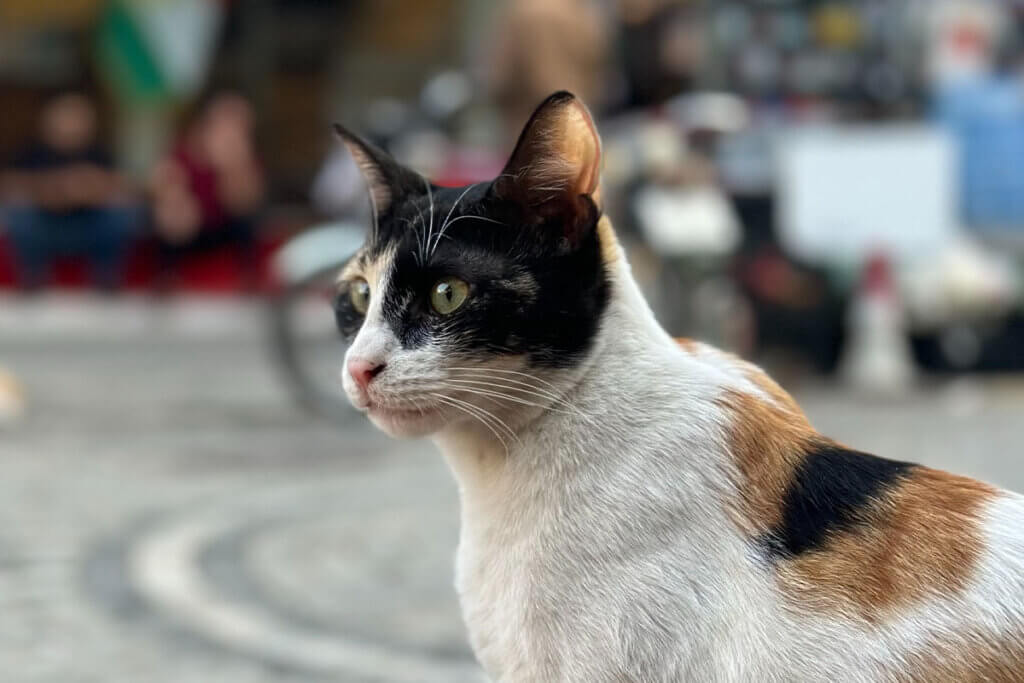 Eine weiss-schwarz-orangene Katze sitzt auf der Strasse.