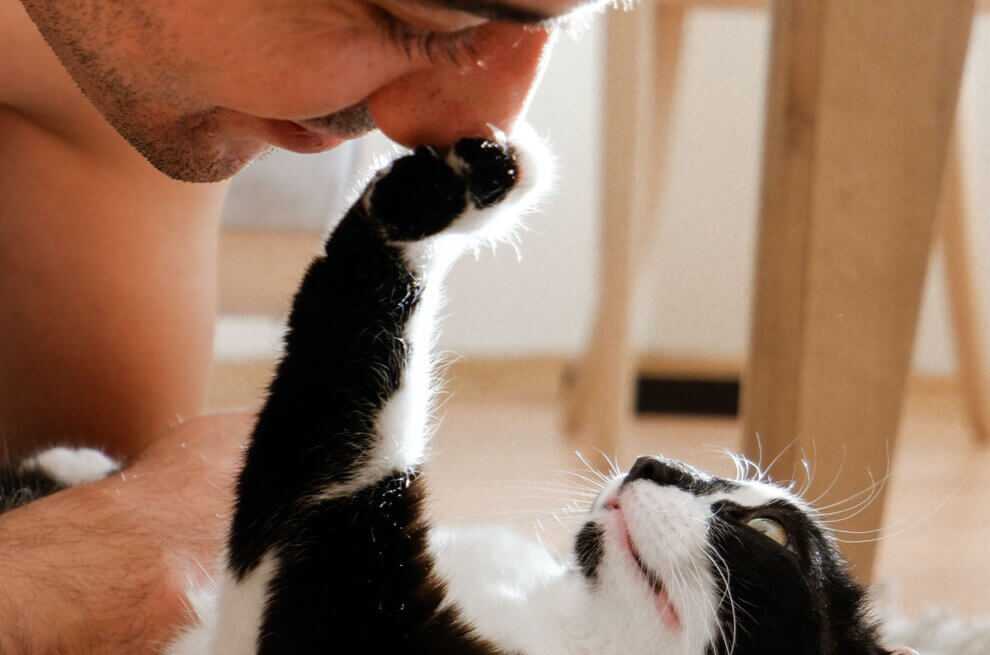 Weiss-schwarze Katze liegt am Boden und drueckt seine Pfote an die Nase eines Mannes, der ueber sie gebeugt ist.