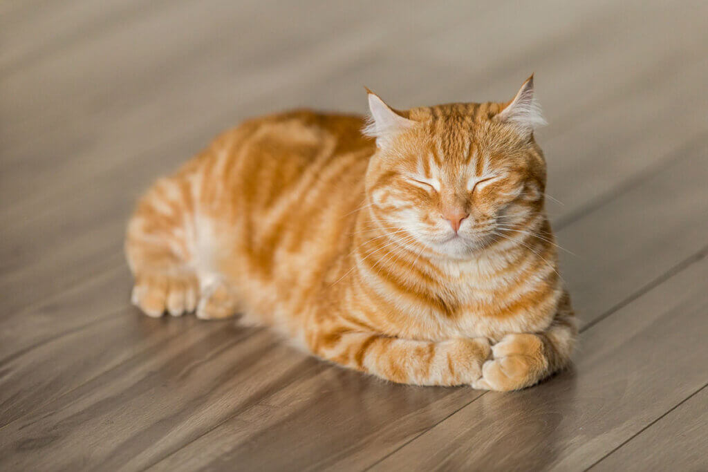 Katze liegt auf dem Boden und hat die Augen zu.