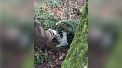 Person haelt Waffe vor das Gesicht einer Katze in einer Lebendfalle