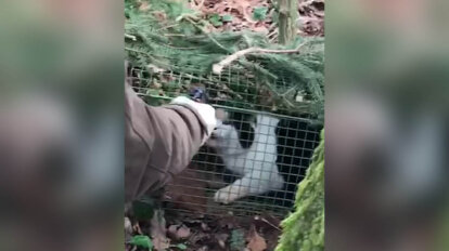 Person haelt Waffe vor das Gesicht einer Katze in einer Lebendfalle