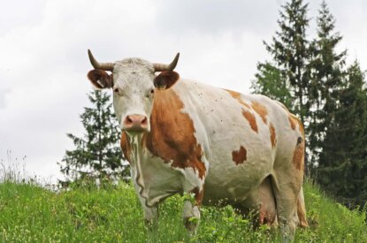 kuh auf der wiese