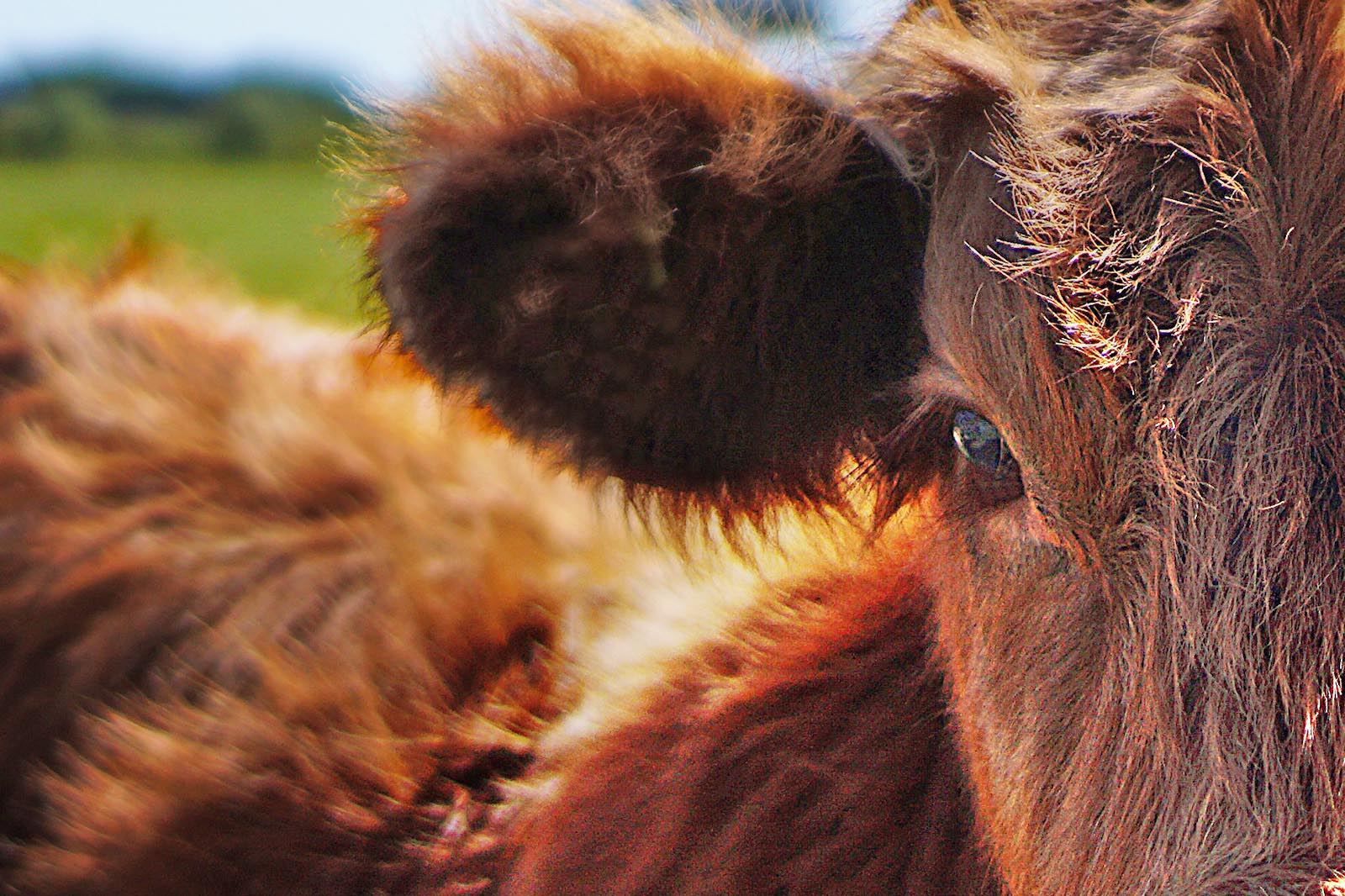 Wofür PETA wirklich steht