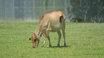 kuh frisst gras auf der weide