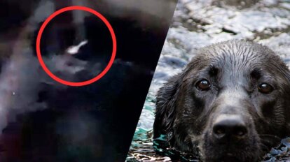 Schwarzer Hund schwimmt im Wasser. Nur sein Kopf ragt aus dem Wasser.