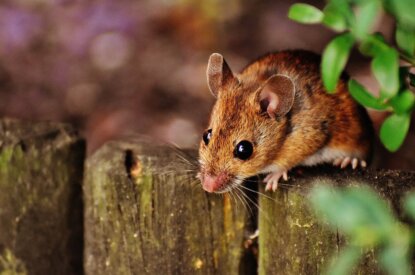 Maus sitzt auf einem Holzzaun