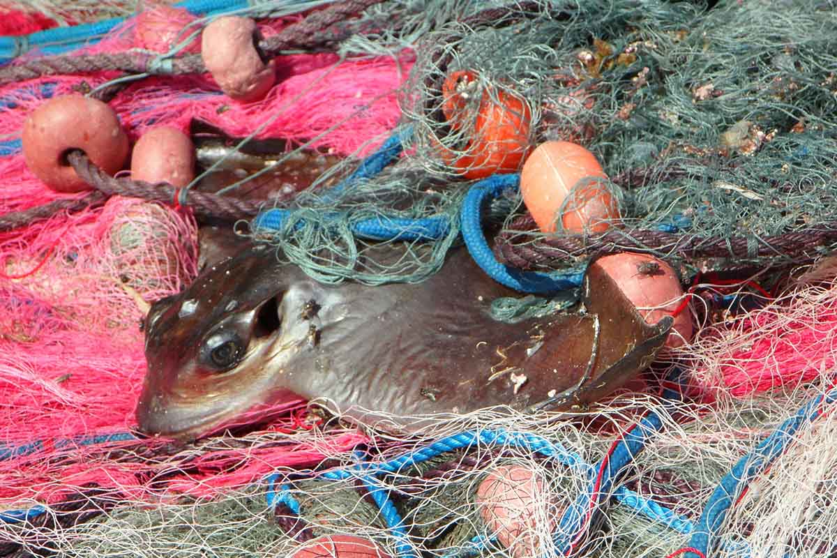 Fisch haengt im Fischernetz