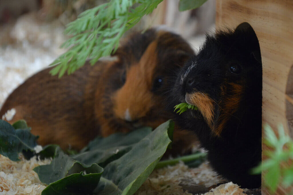 Meerschweinchen essen Salat