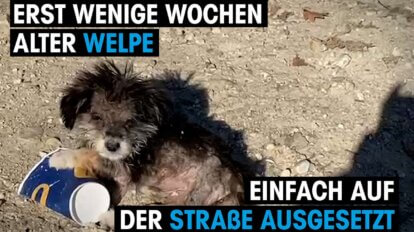 welpe sitzt auf der straße