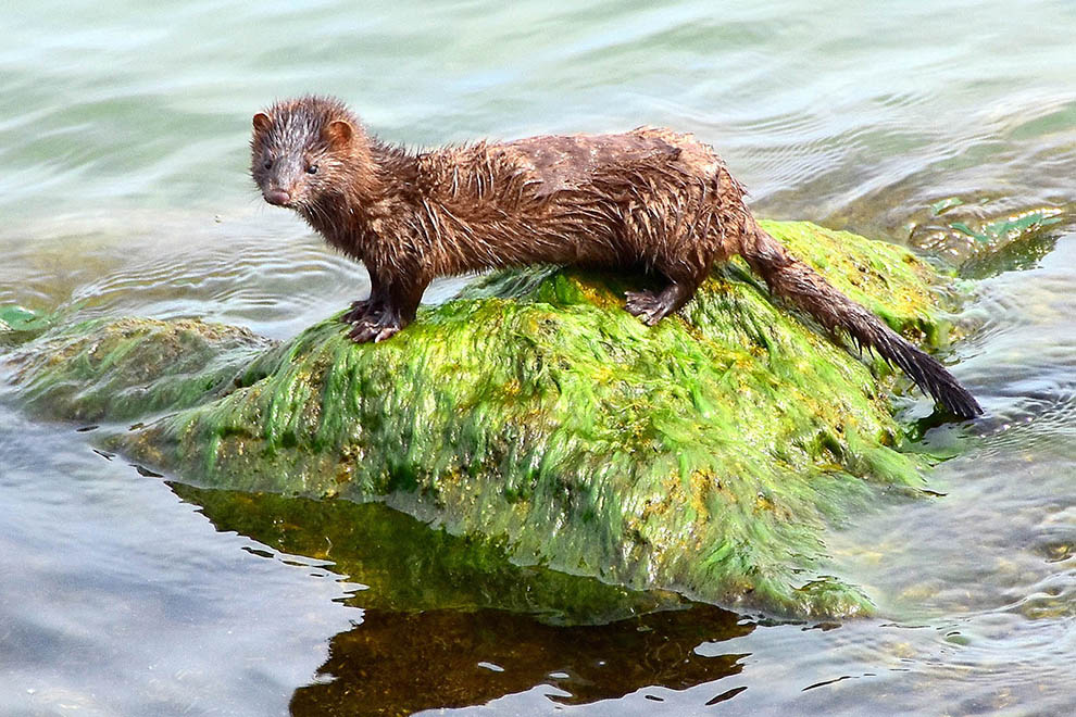 Nerz auf einem Stein im Wasser