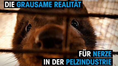 Thumbnail Die grausame Realitaet fuer Nerze in der Pelzindustrie