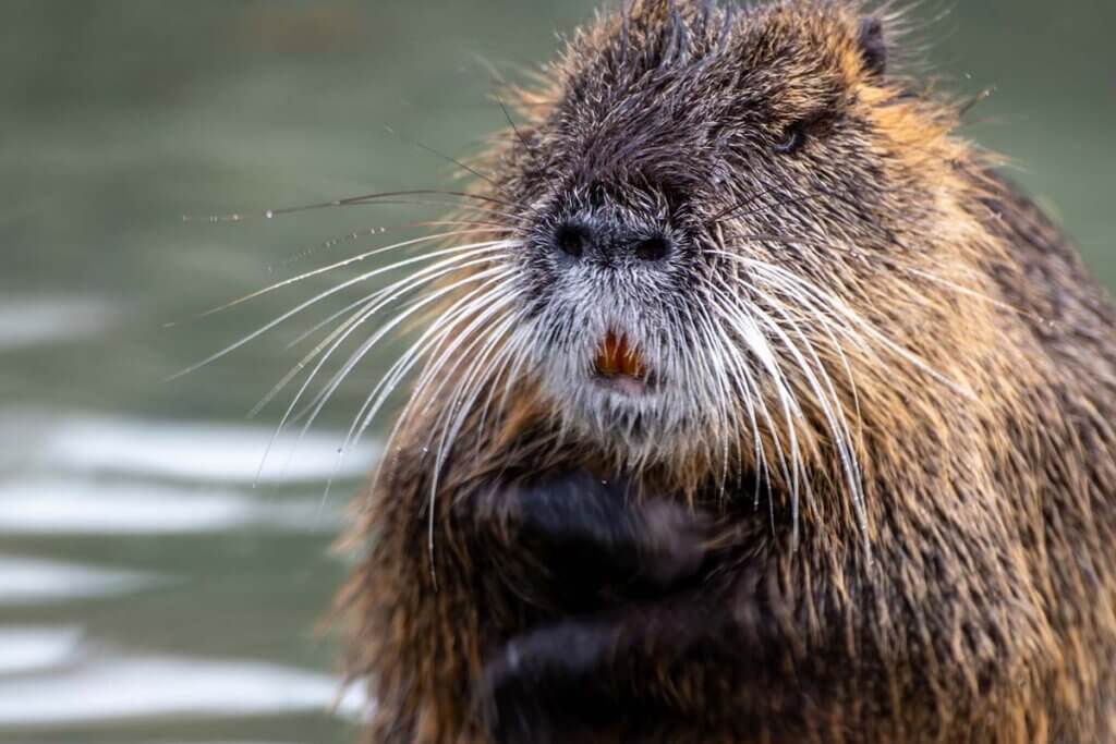 Nahaufnahme eines Nutrias der im Wasser sitzt.