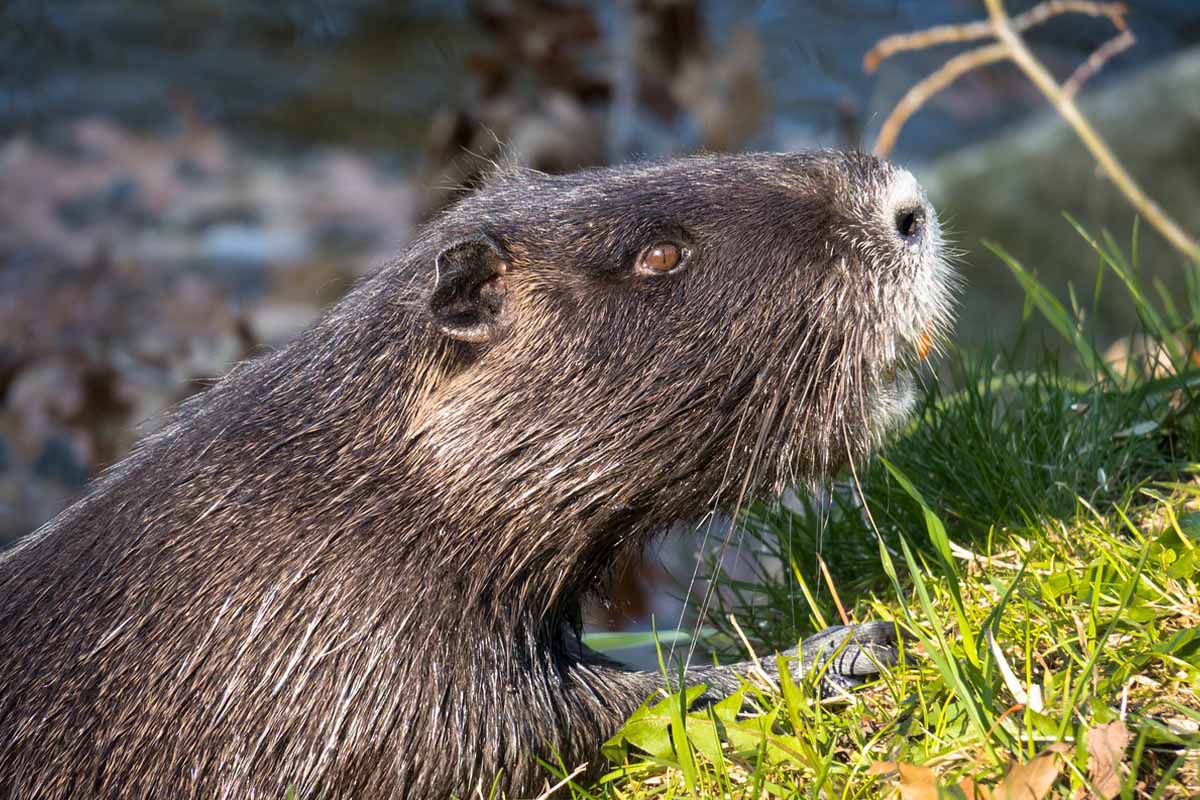 Nutria essen: Warum die Jagd auf die Tiere und der Verzehr ihres Fleischs Tierleid bedeuten