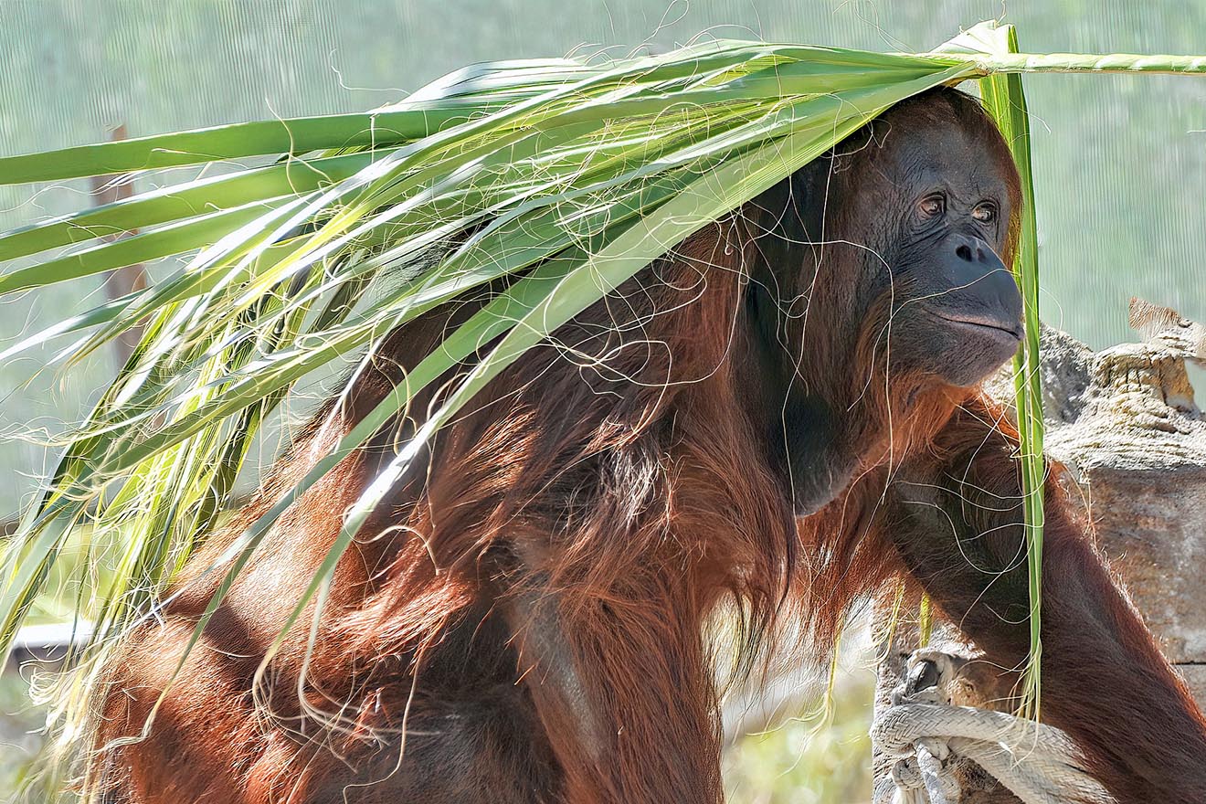 Orang Utan mit Blättern auf dem Kopf