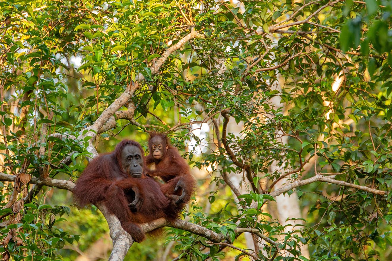 Orang Utan Weibchen mit Kind im Baum.