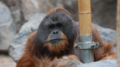 Orang Utan