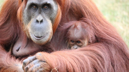 Orang Utan mit Baby im Arm