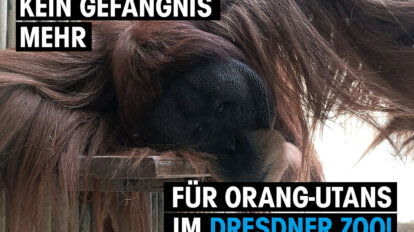 orang-utan zoo dresden