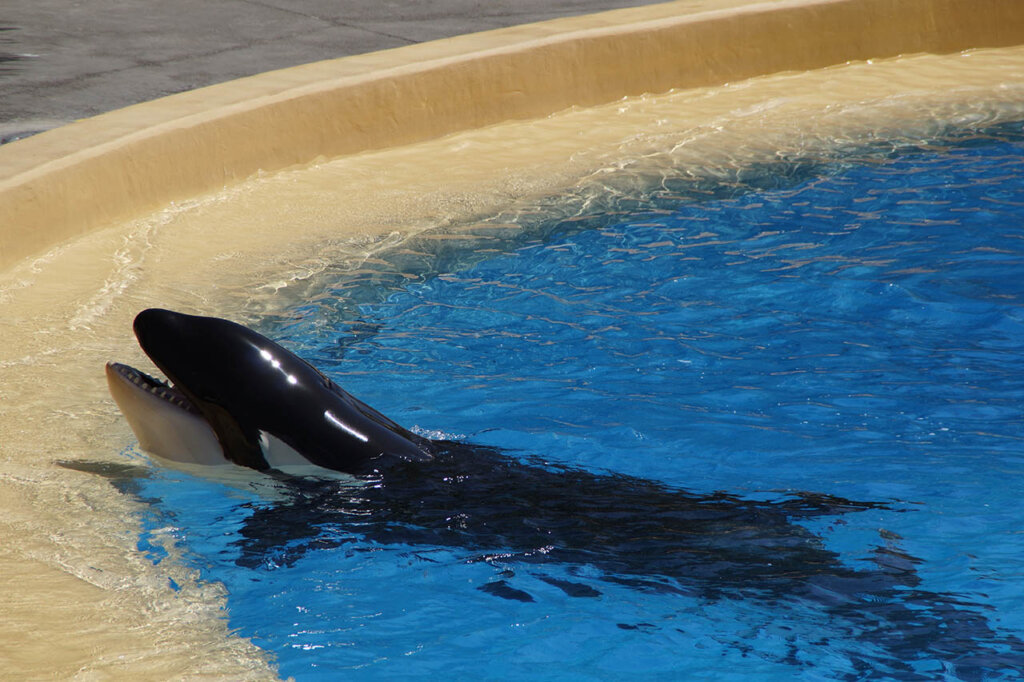 Orca in einem Wasserbecken