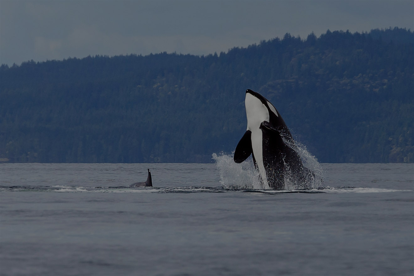 Orca im Wasser