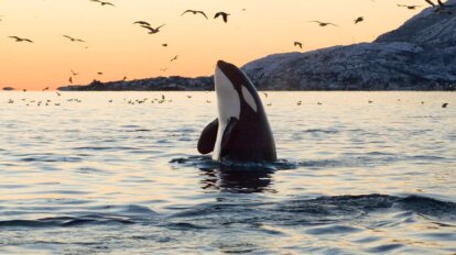 Orca schwimmt im Meer und schaut mit dem Oberkoerper aus dem Wasser nach oben gestreckt gen Himmel.