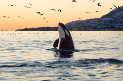 Orca schwimmt im Meer und schaut mit dem Oberkoerper aus dem Wasser nach oben gestreckt gen Himmel.