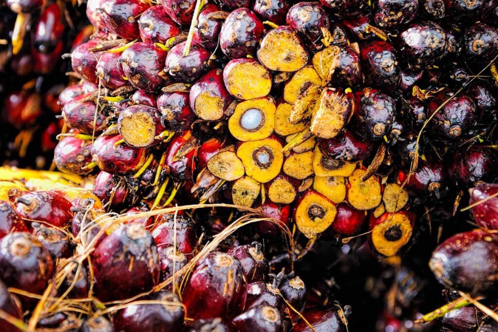 Die rote Frucht einer Oelpalme, aus der Palmoel gewonnen wird.