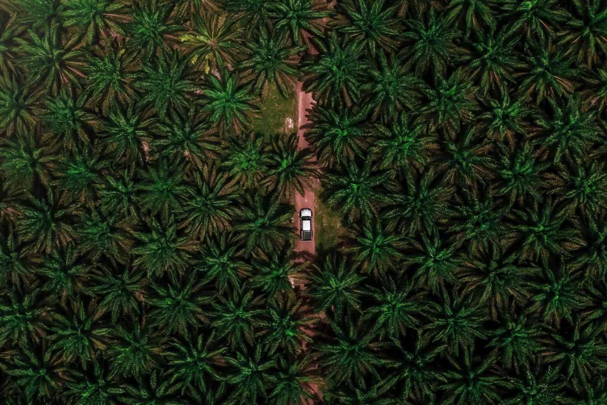 Ein Truck faehrt durch eine gruene Plantage mit Oelpalmen.