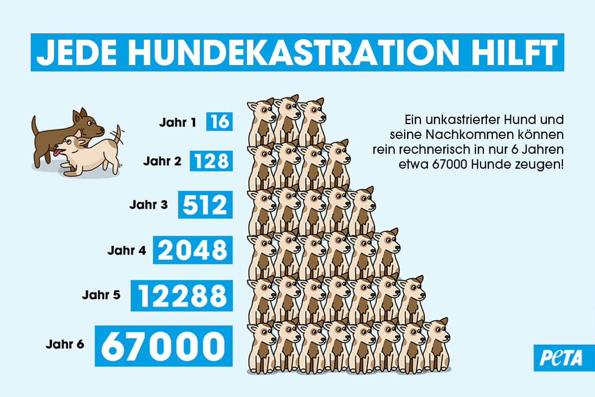 Grafik Hundevermehrung ohne Kastration