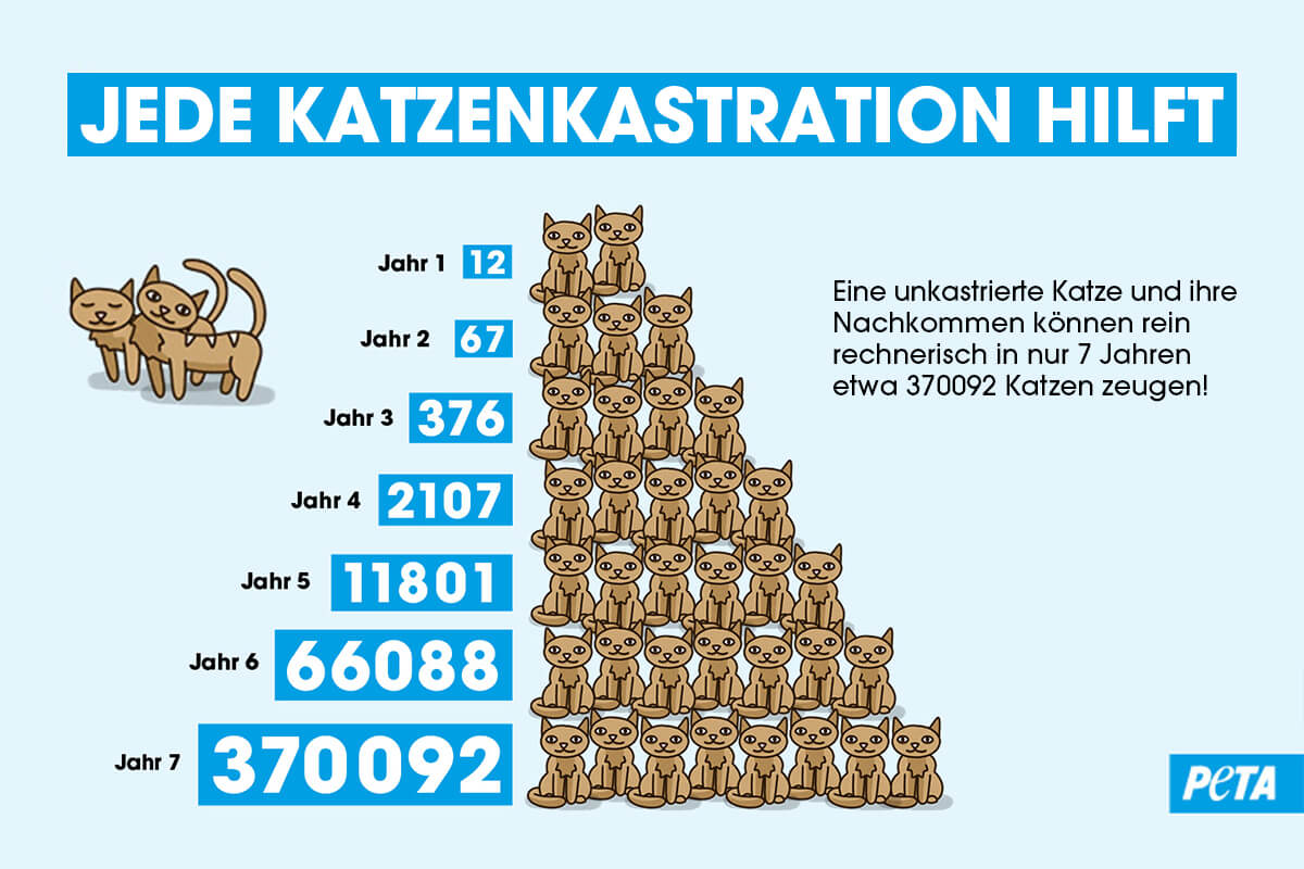 Grafik Katzenvermehrung ohne Kastration