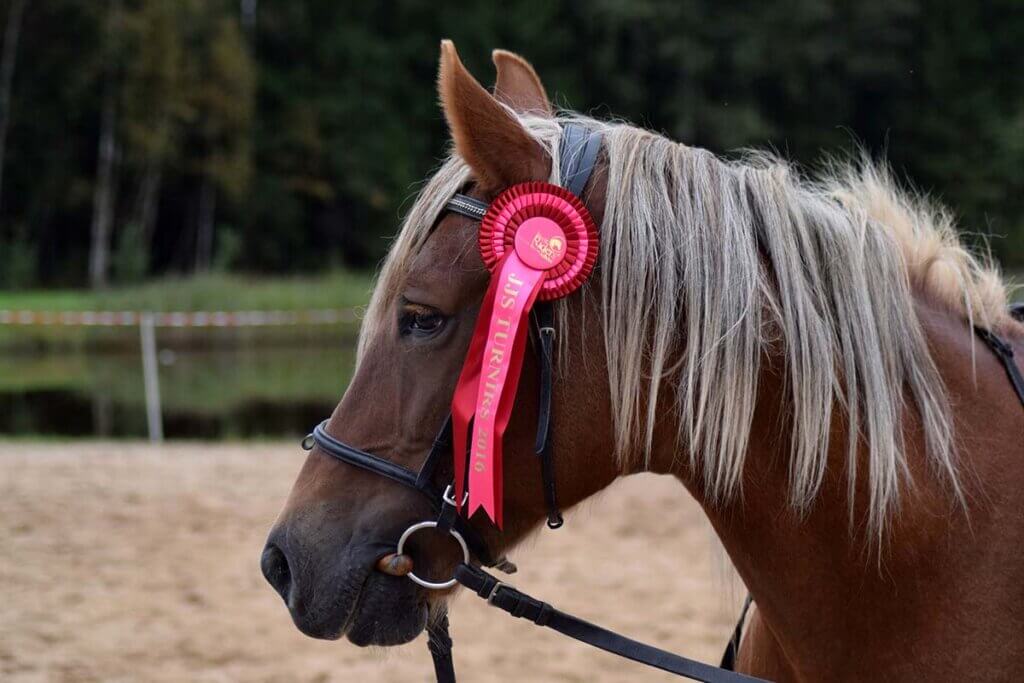 Ein braunes Pferd mit einer pinken Siegesschleife am Kopfgeschirr.