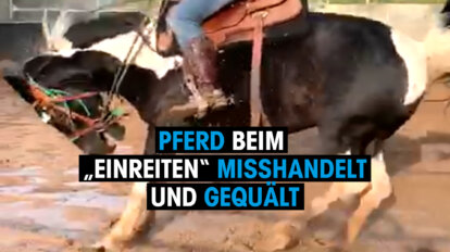 Thumbnail. Pferd beim Einreiten misshandelt