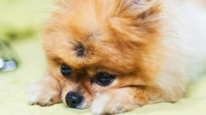 Pomeranian mit weiss-braunem Fell liegt auf einem gruenen Laken mit dem Kopf zwischen den Pfoten.