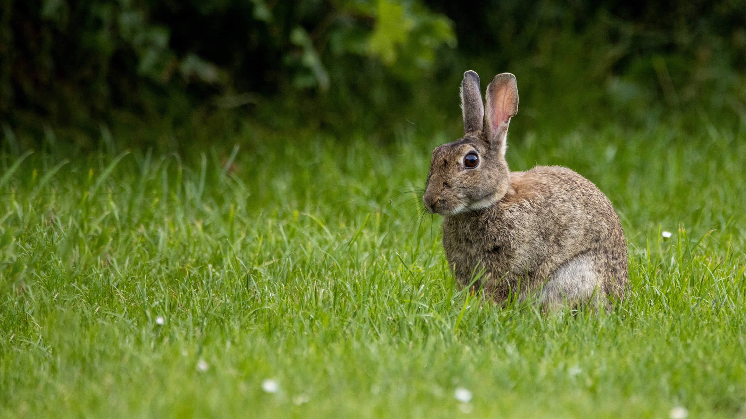 hase auf wiese