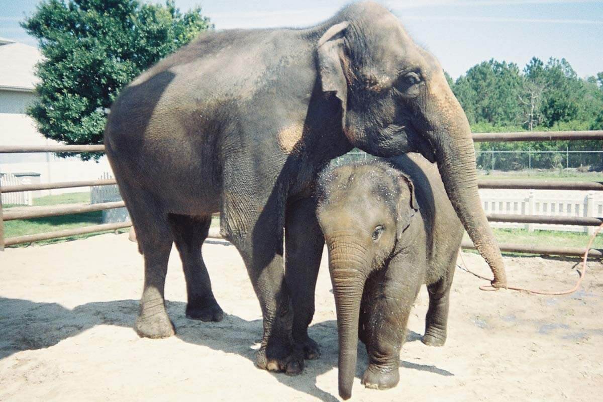 Ringling Bros. and Barnum & Bailey Circus: Zirkus kehrt ohne Tiere im Programm zurück