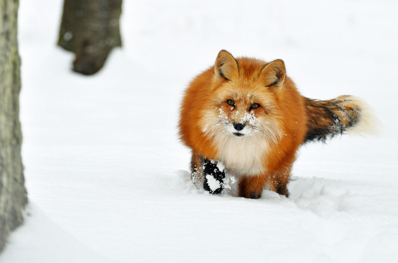 Fuchs im Schnee