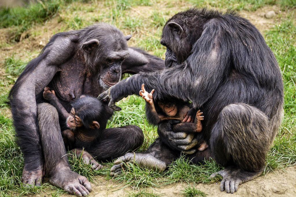 Schimpansen mit Babys