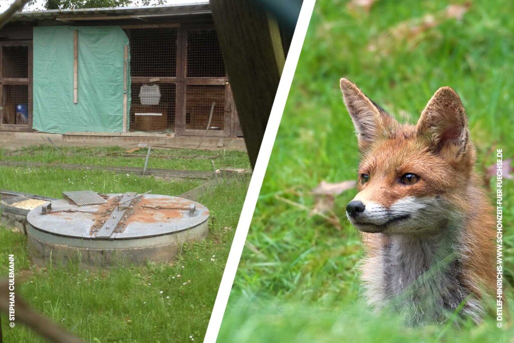 Collage. Schliefenanlage und Fuchs