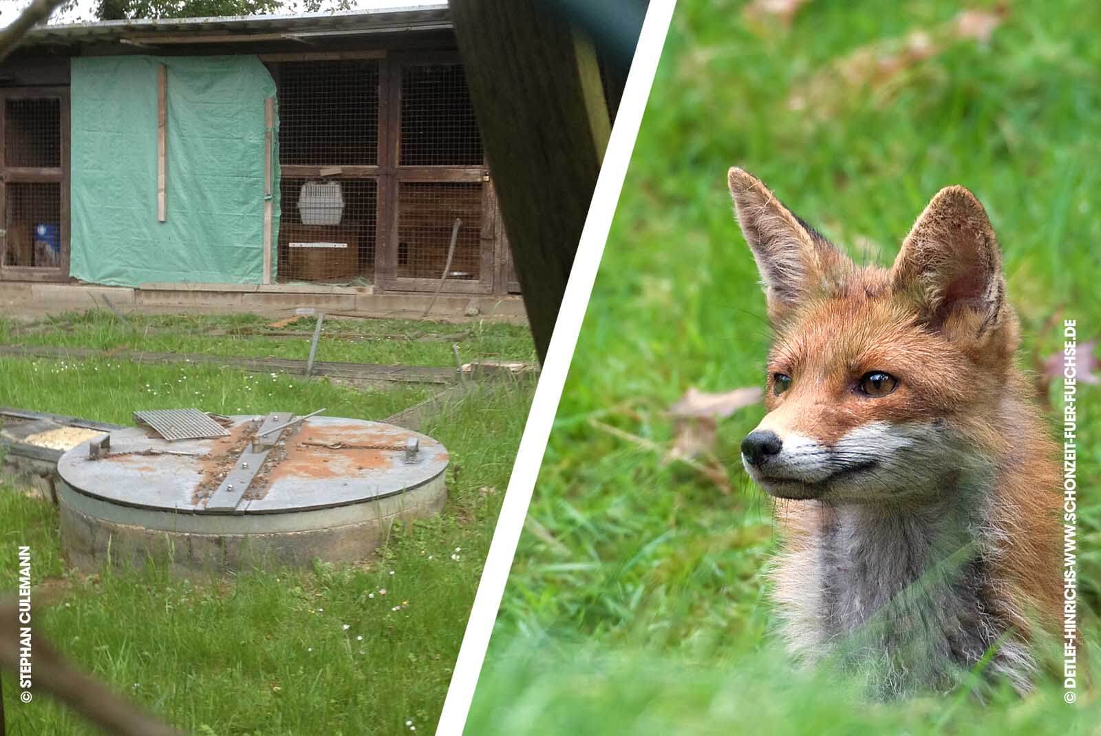 Zoo Neunkirchen: Baupläne für Fuchsgehege gestoppt