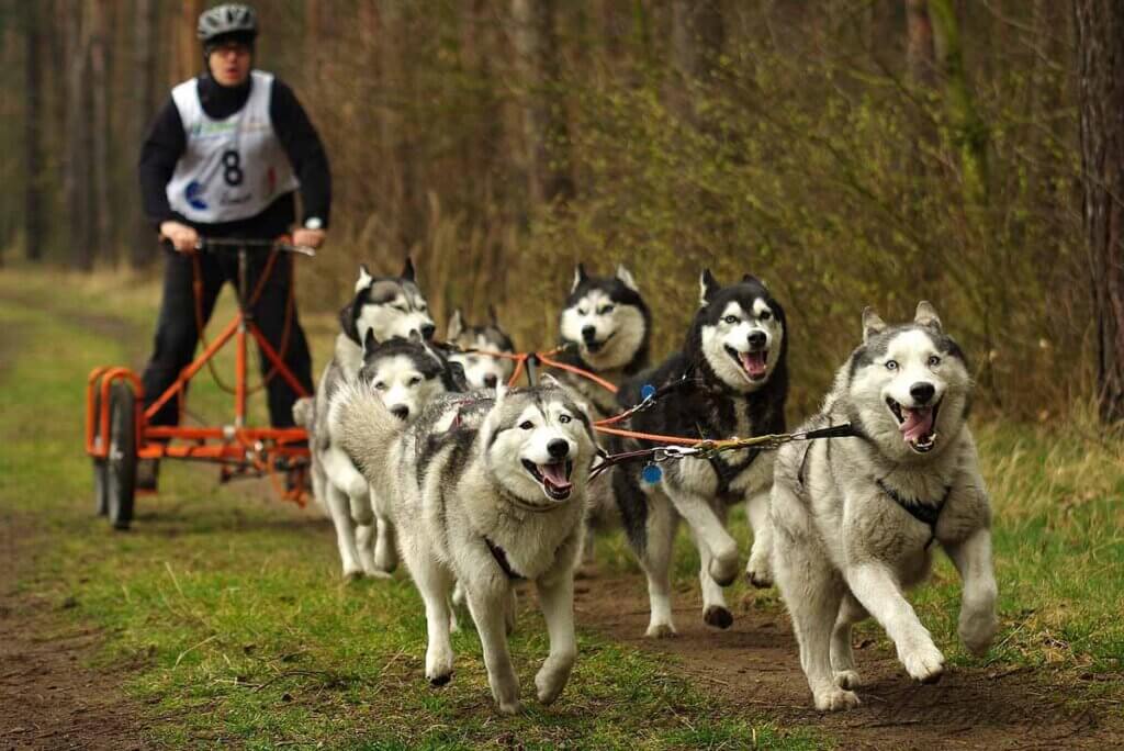 Schlittenhunde ziehen einen Mann, der auf einem fahrbaren Untersatz steht, ueber eine Wiese.