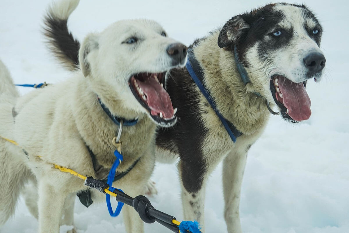 Schlittenhunde: So leiden Huskys & Co. bei Rennen und Touren